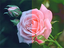 CS ImageShare